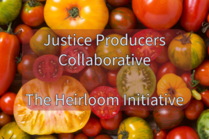 a diversity of heirloom tomatoes with the words justice producers collaborative over it